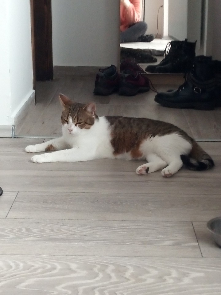 cicus