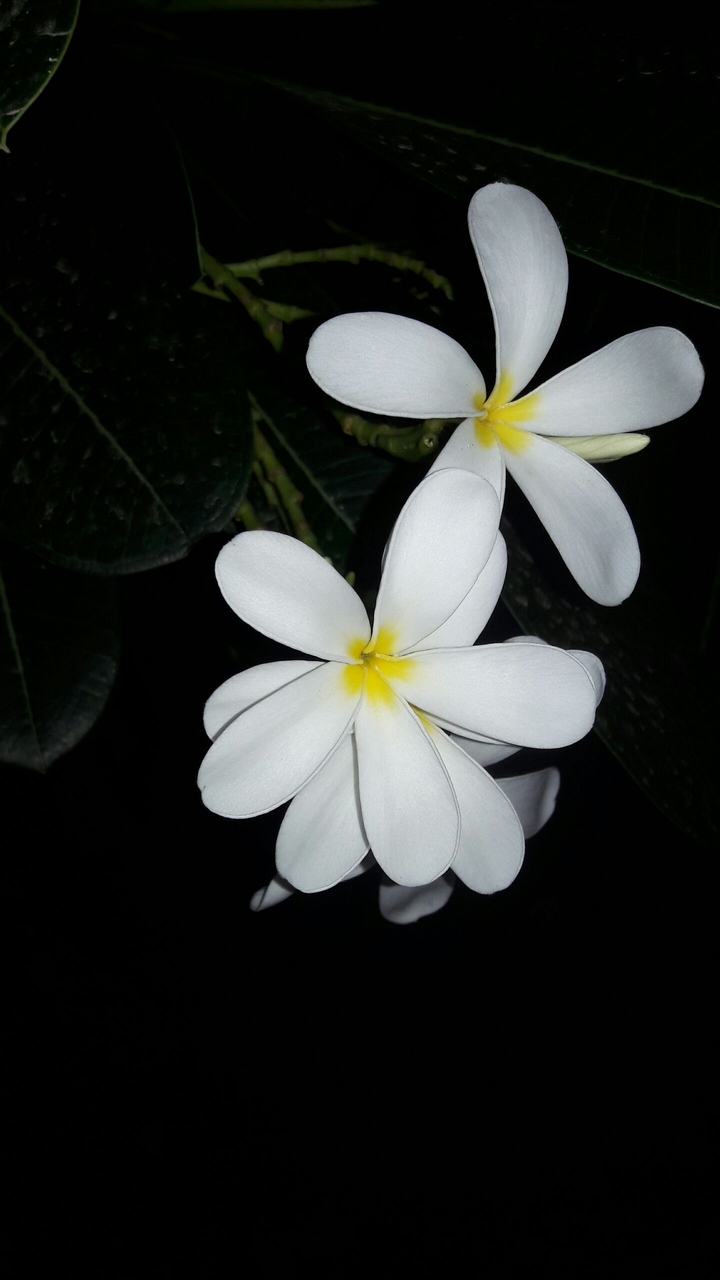 flower...