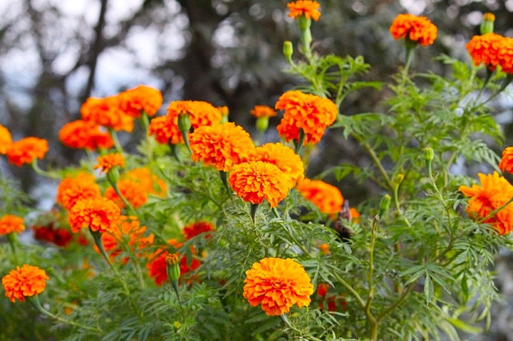 Marigold