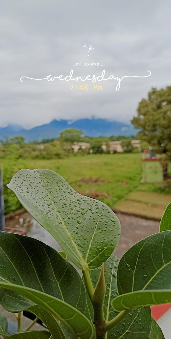 Raindrops on leaves