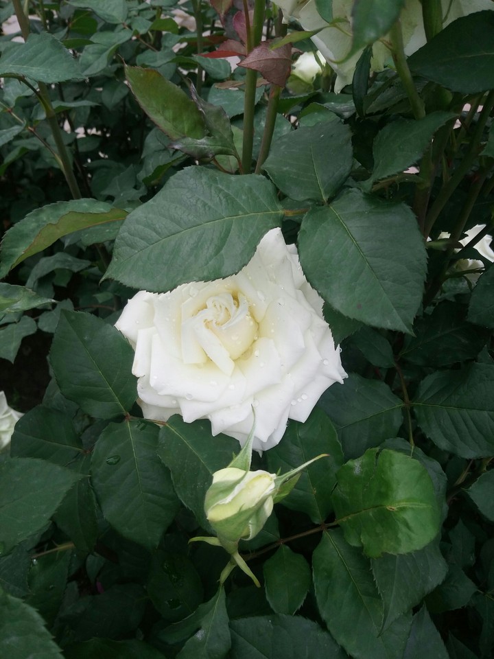 White rose