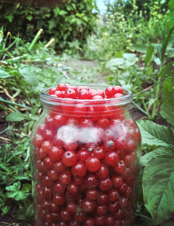 redcurrant
