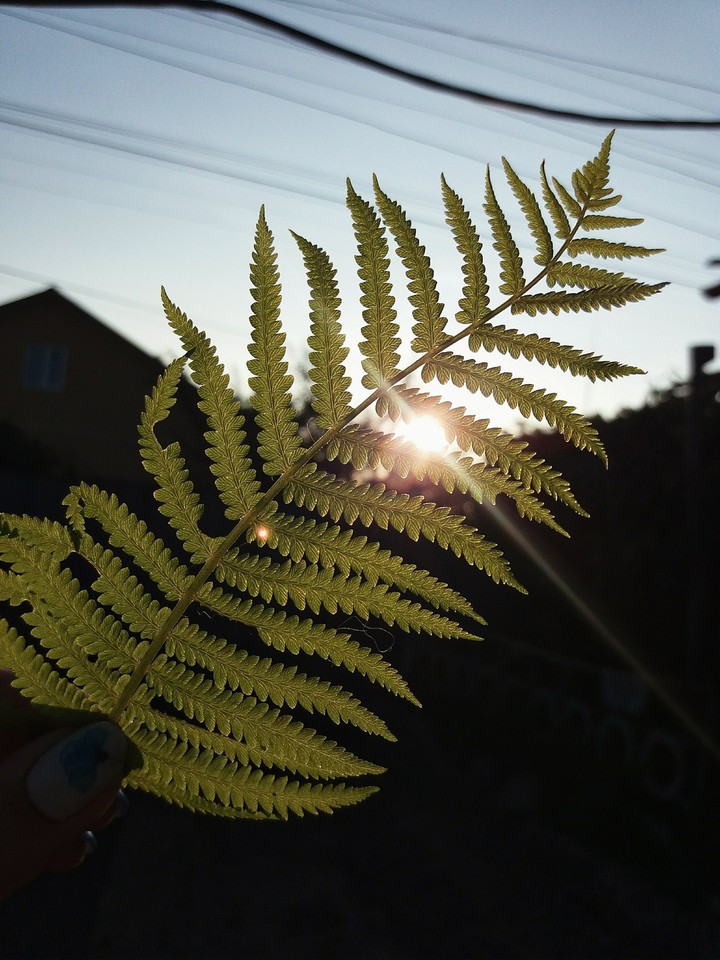 Солнце