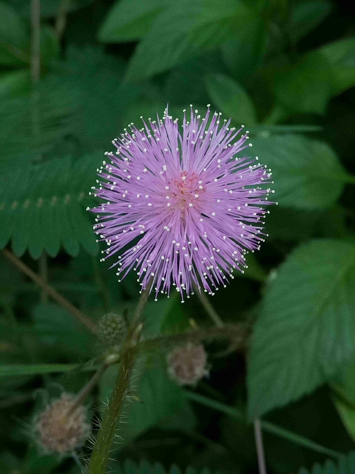 Round Pink Flower