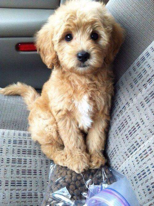 Cutie ? Dog