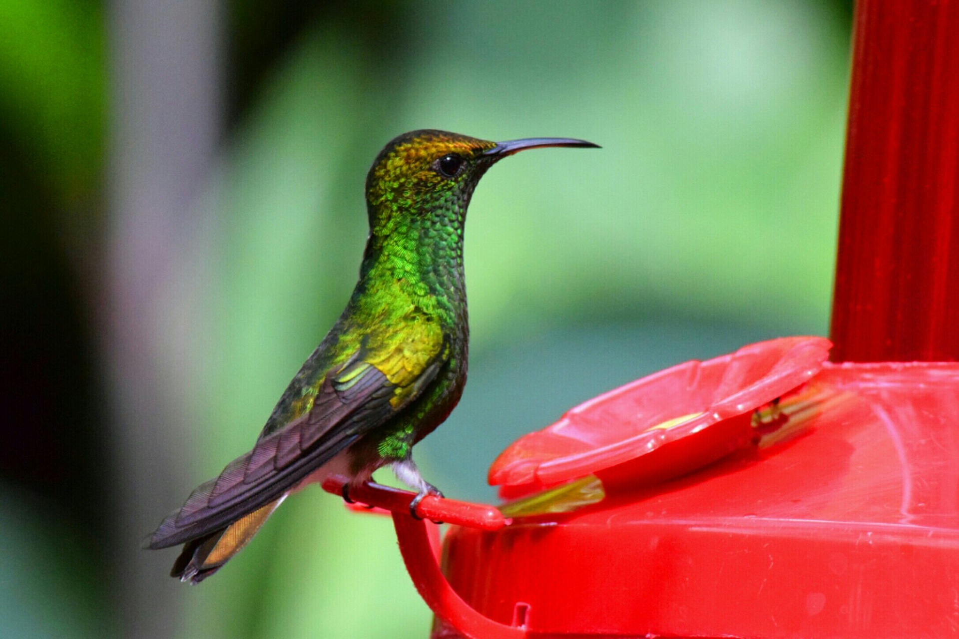 Hummingbird