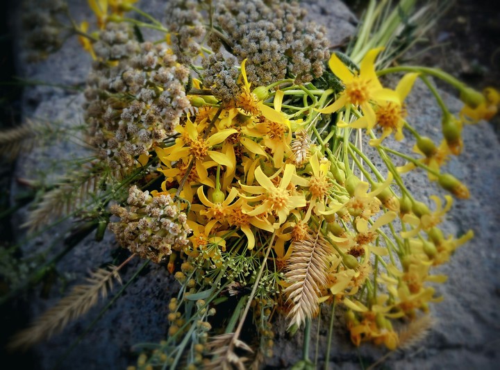 Yellow flowers