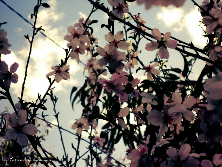 Almond blossoms