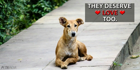 street dog