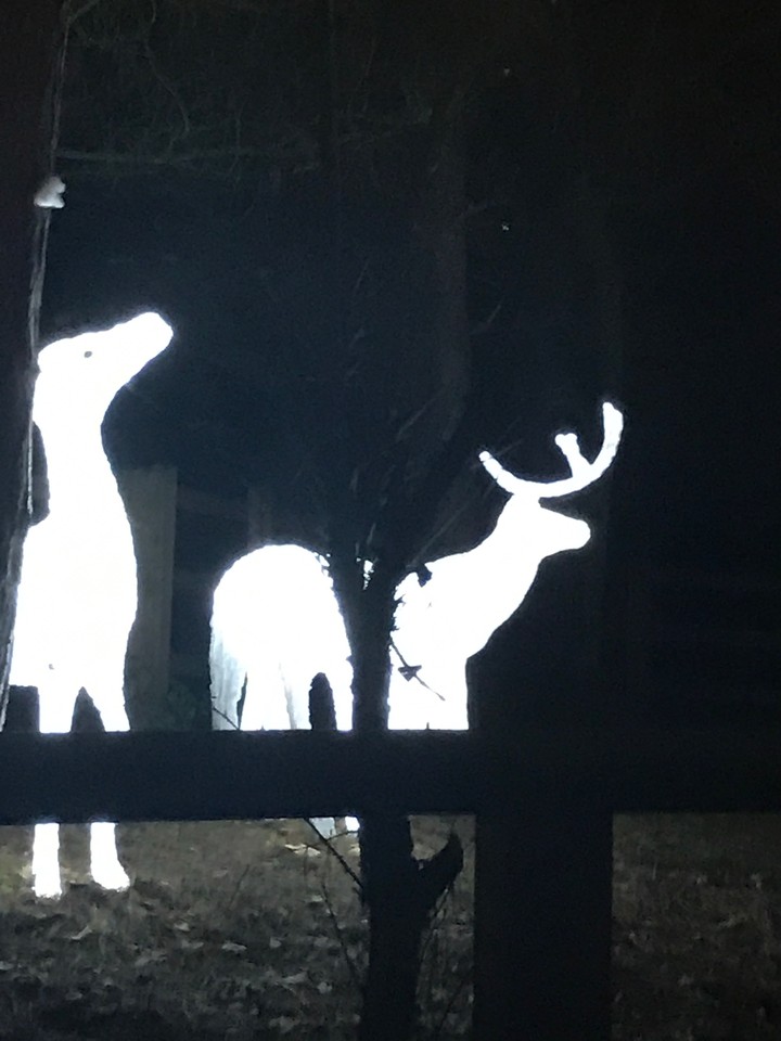 reindeer lights