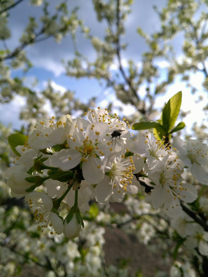 spring