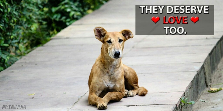 street dog