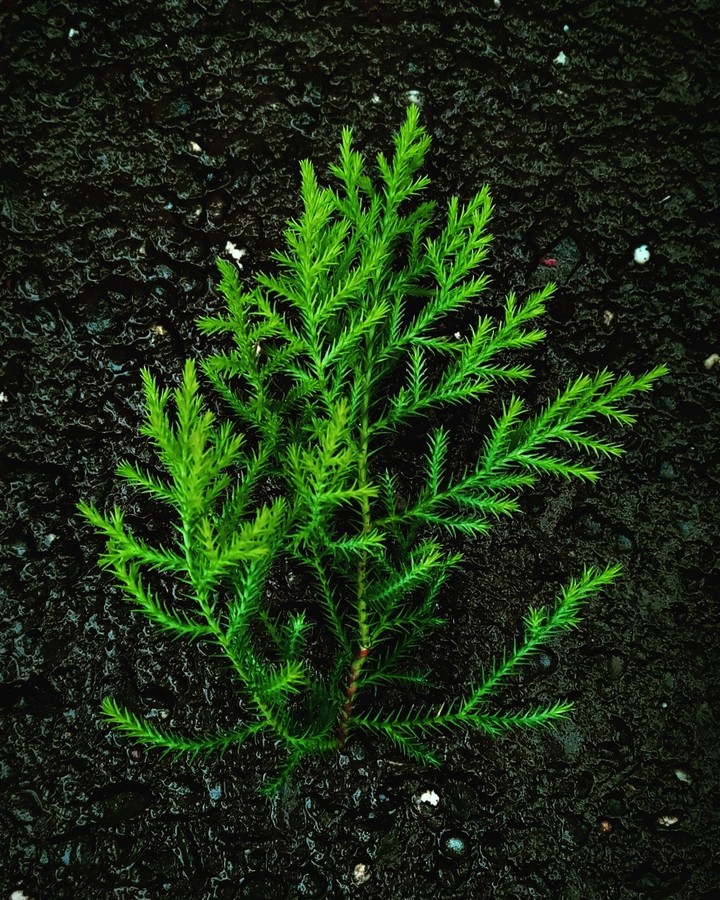 Go Green