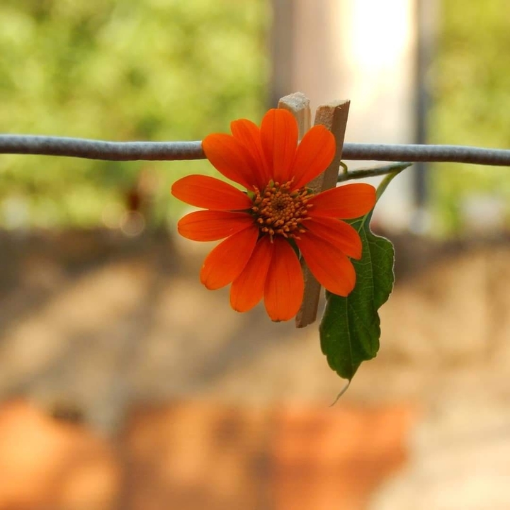 floresça
