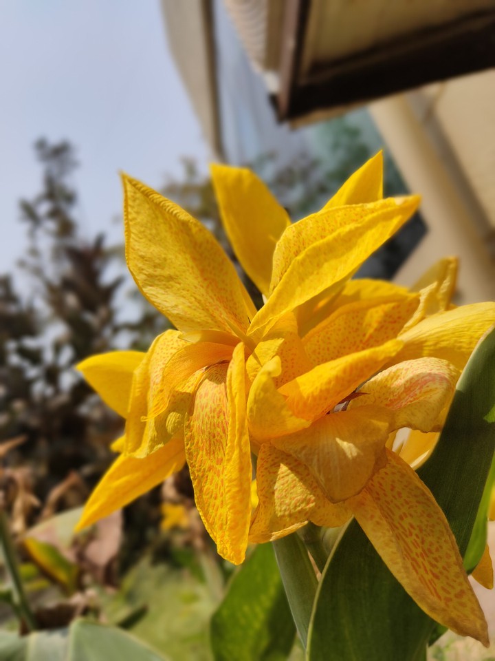 sunny