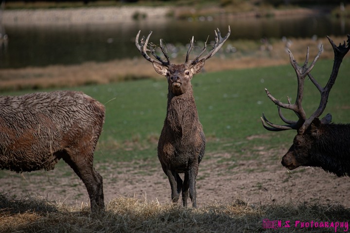 deer