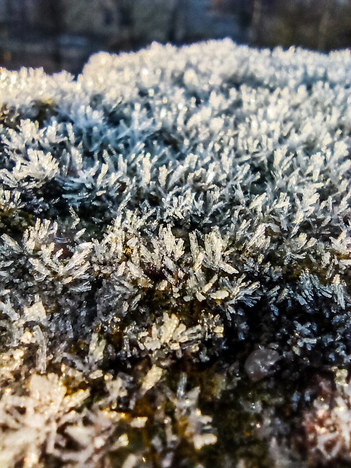 frost