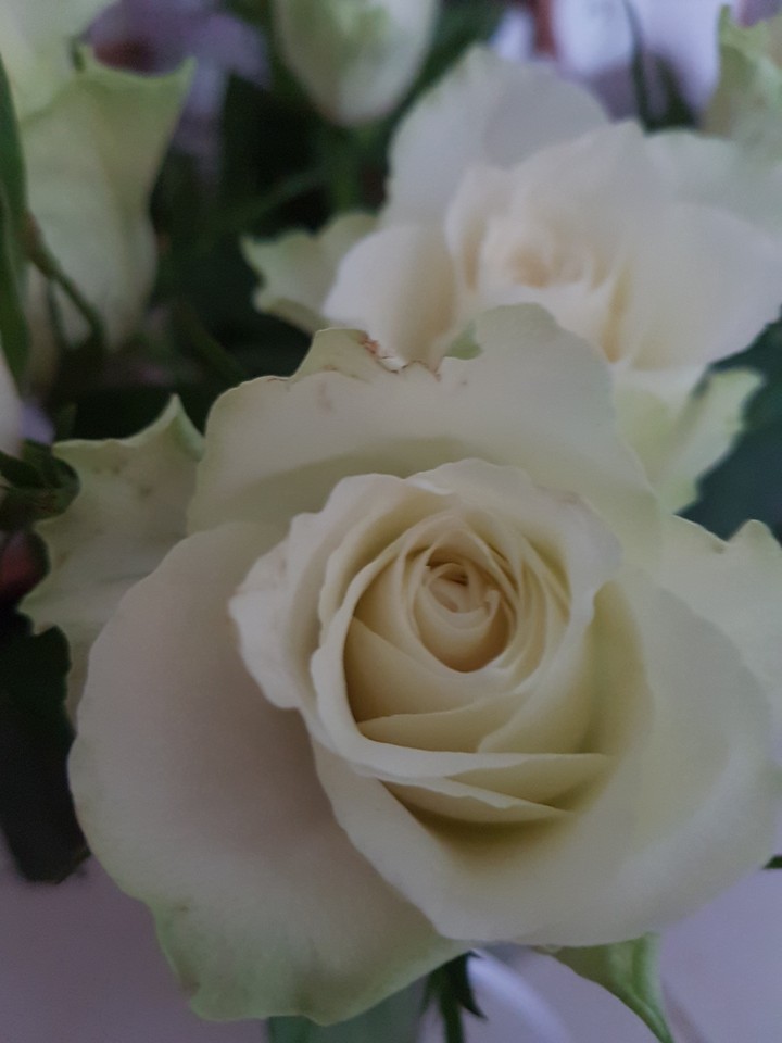 rose blanche