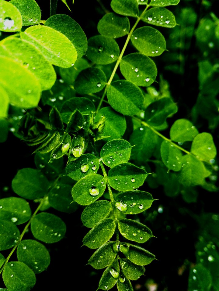 Plant