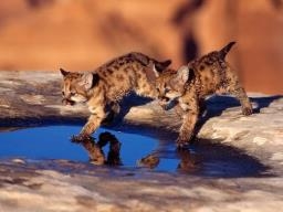 Oh my God.... Little lions