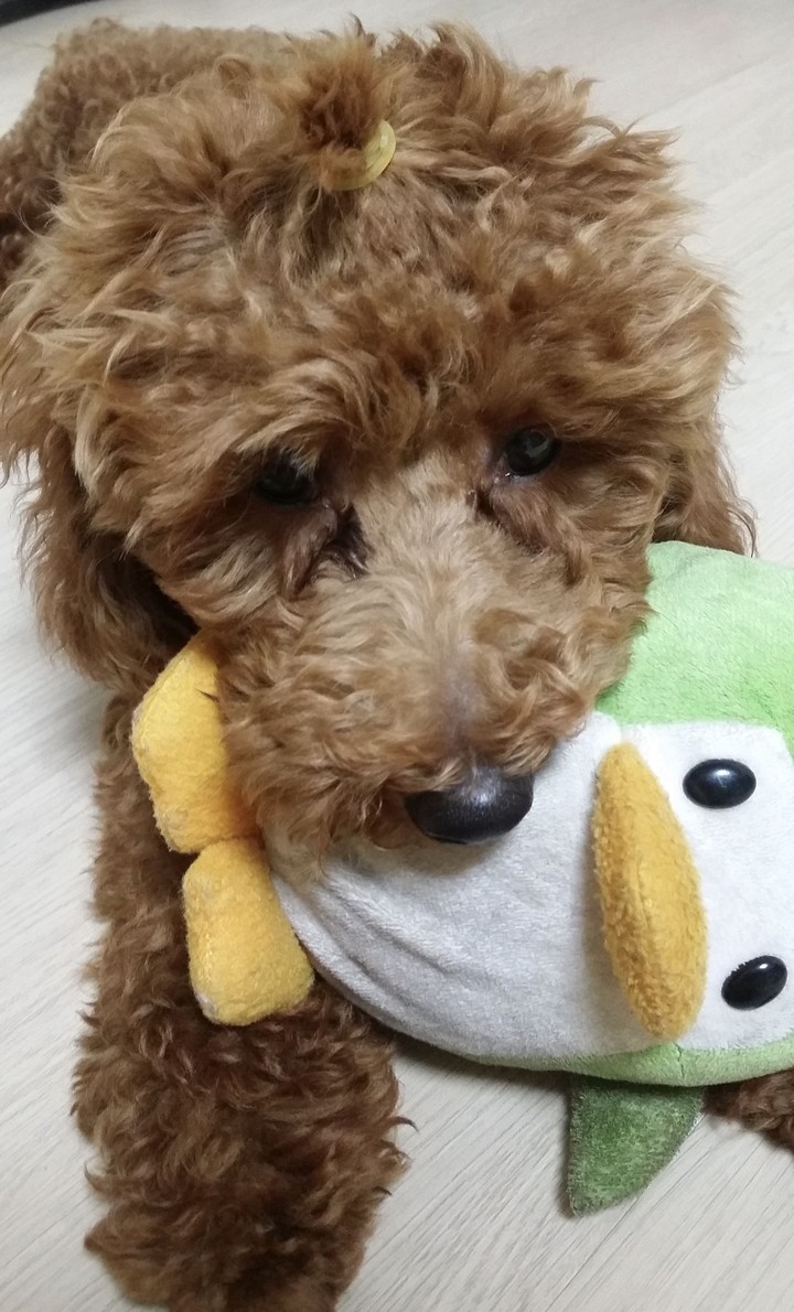 강아지