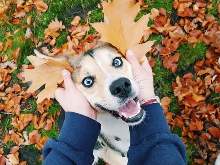 crazy dog