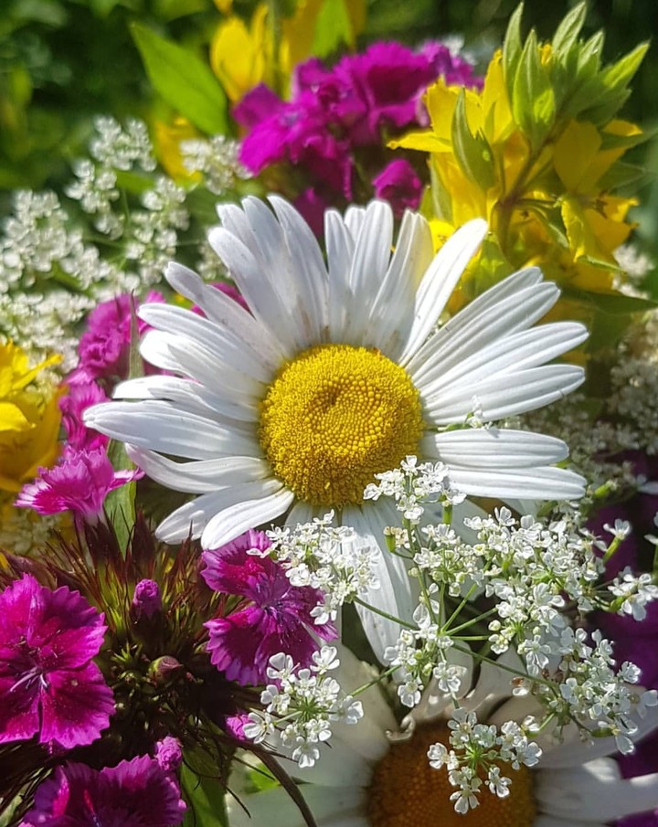 marguerite