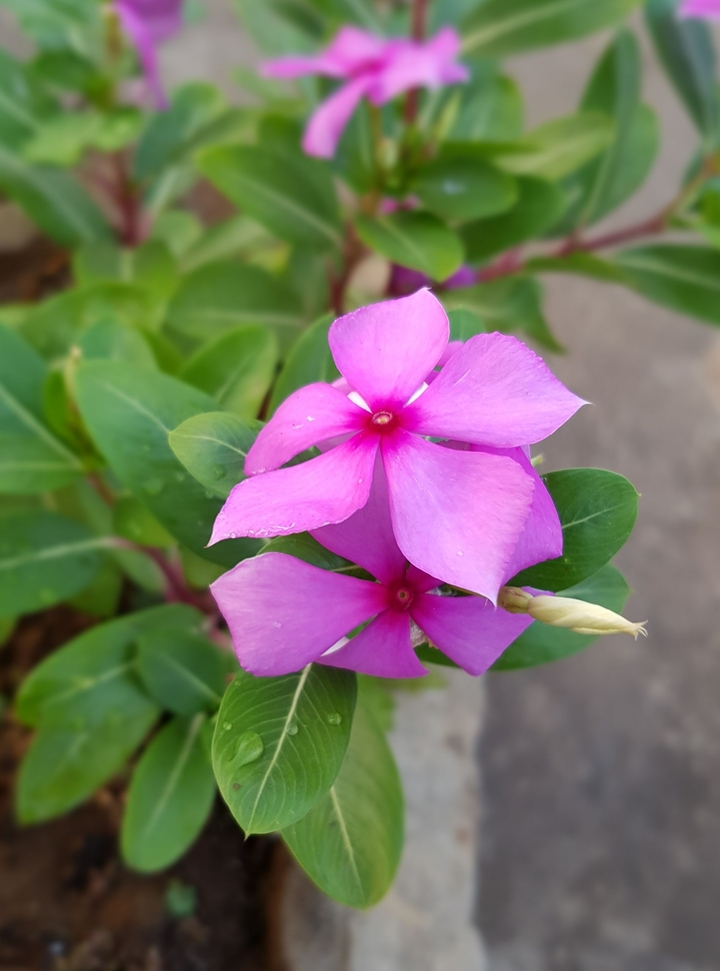 Violet flower