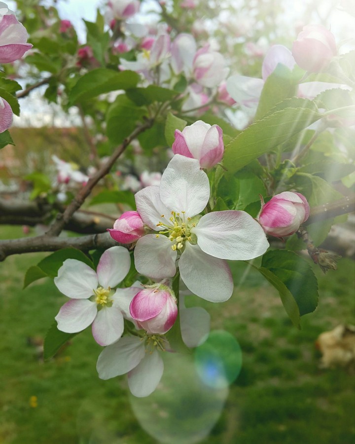 spring