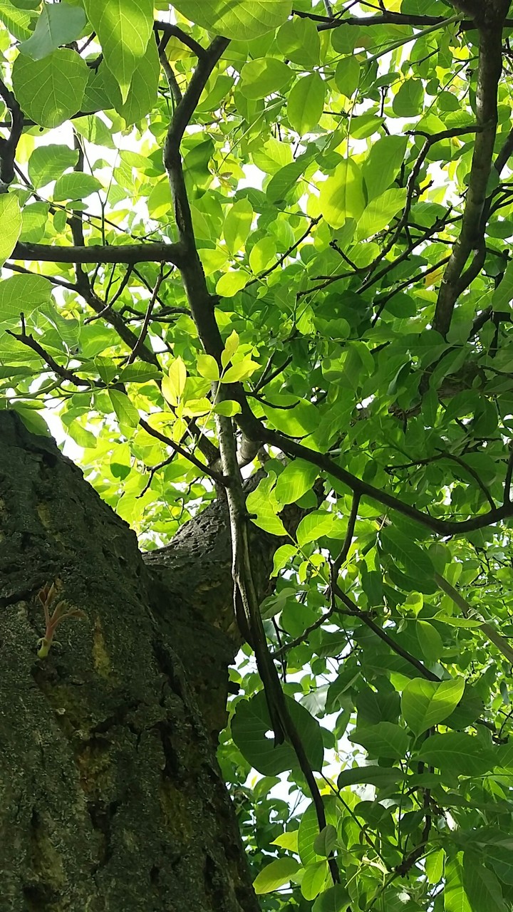 tree