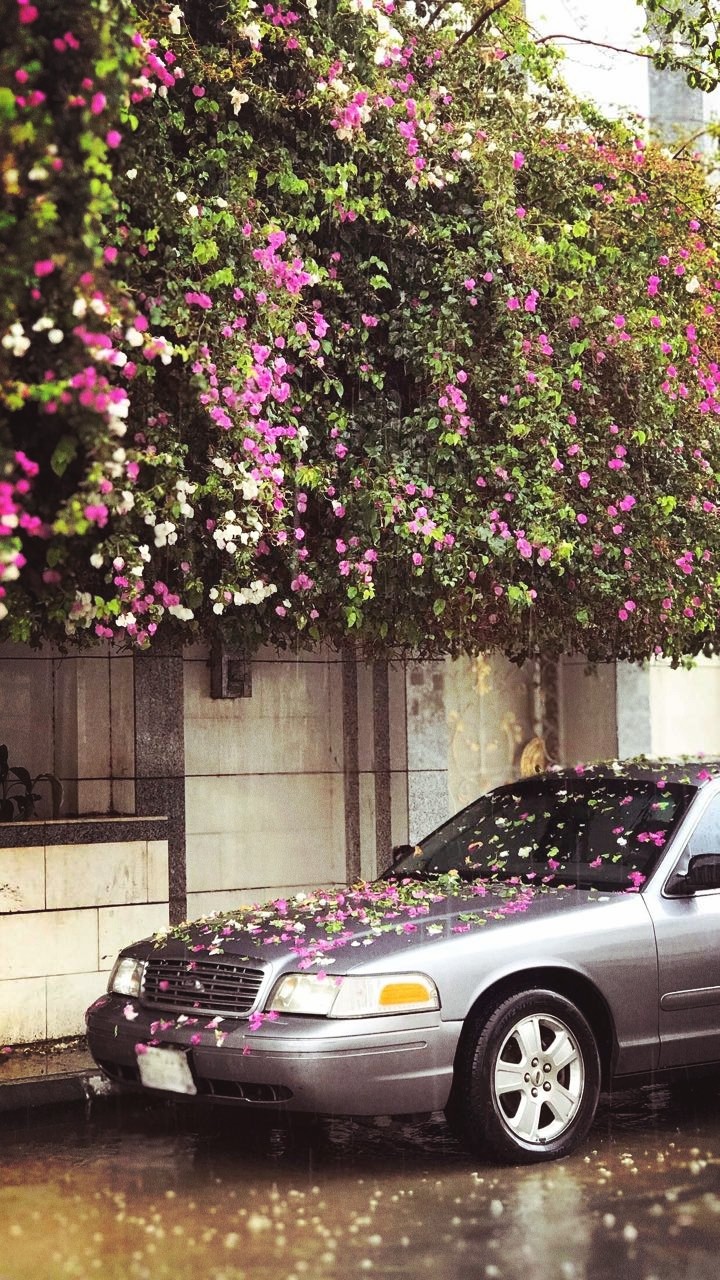 Saudi arebia _taif