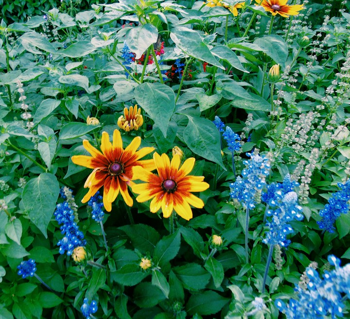 colorfu flowers in Alhambra's garden
