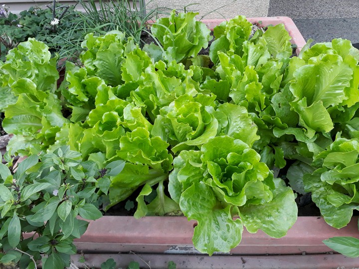 lettuce 萵苣，大陸妹