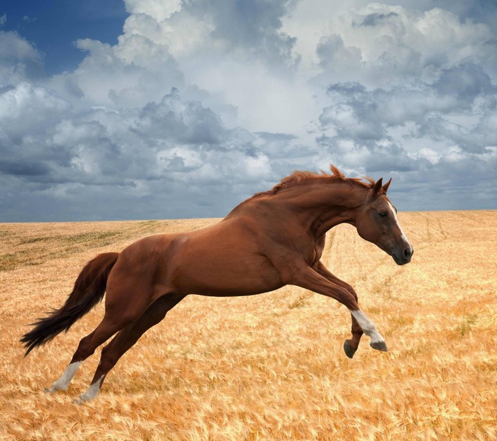 horse