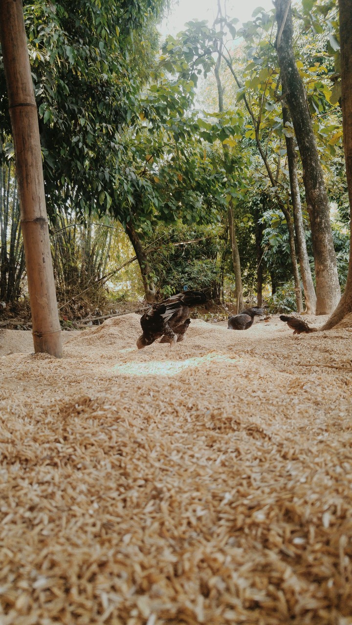 ayam
