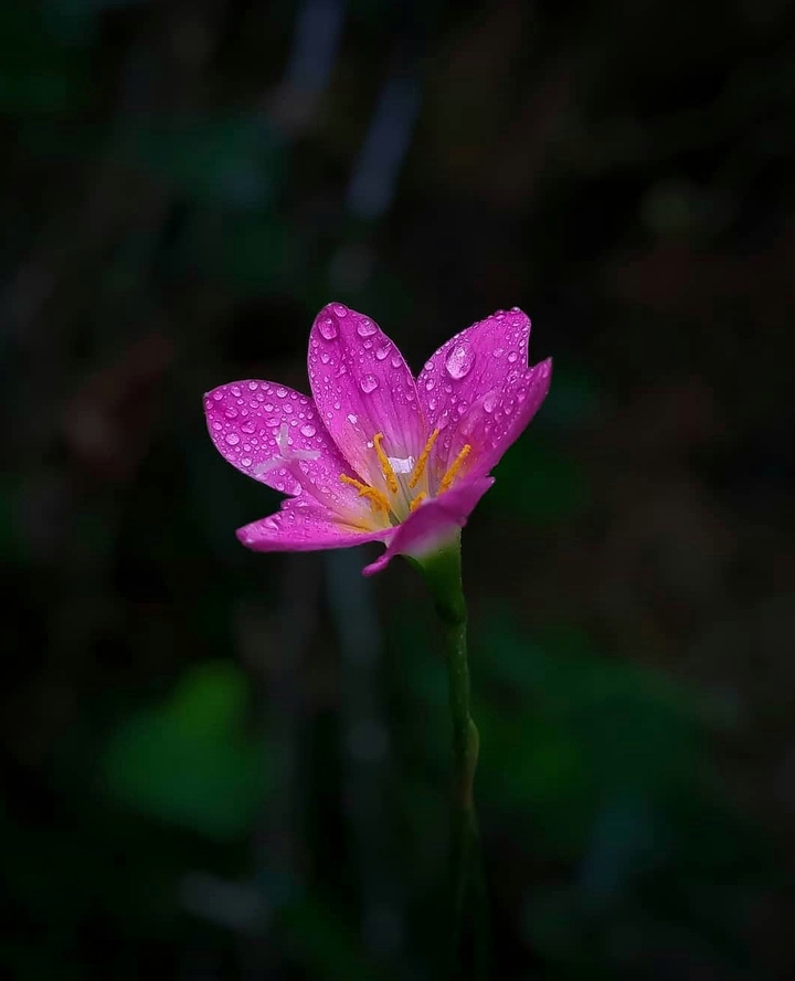 Hot Pink