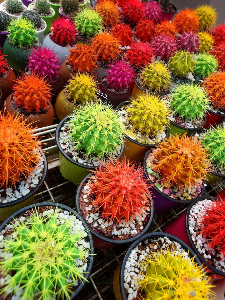 colorful cactus