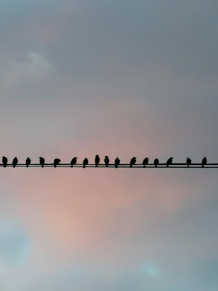 birds