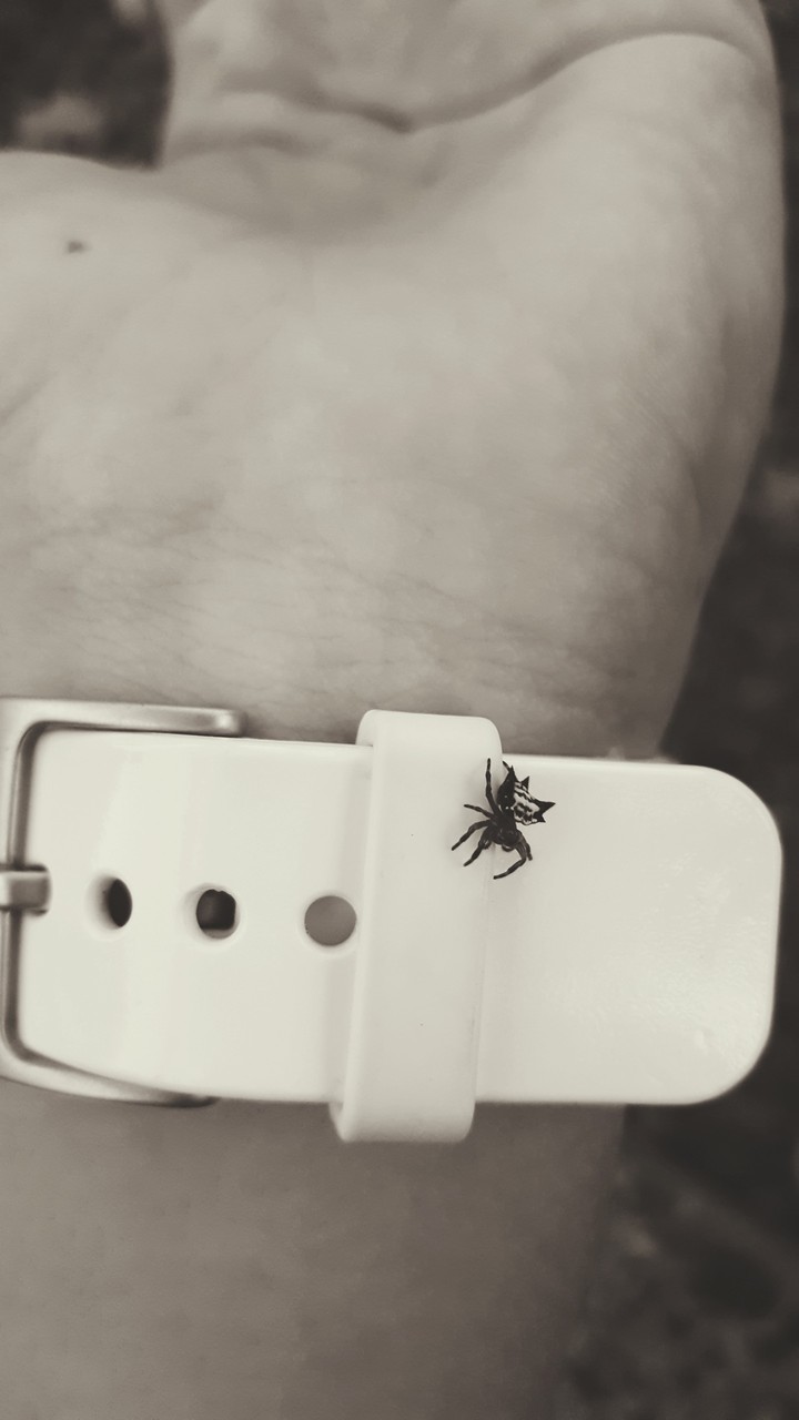 araña