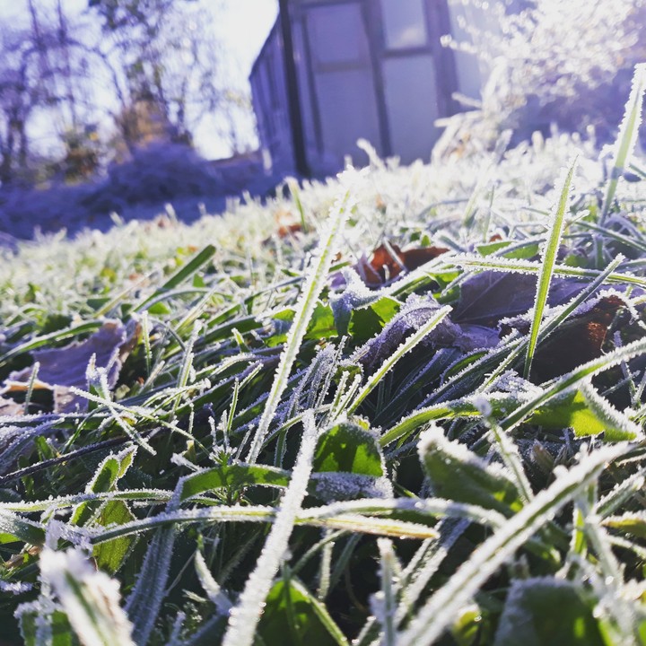 grass