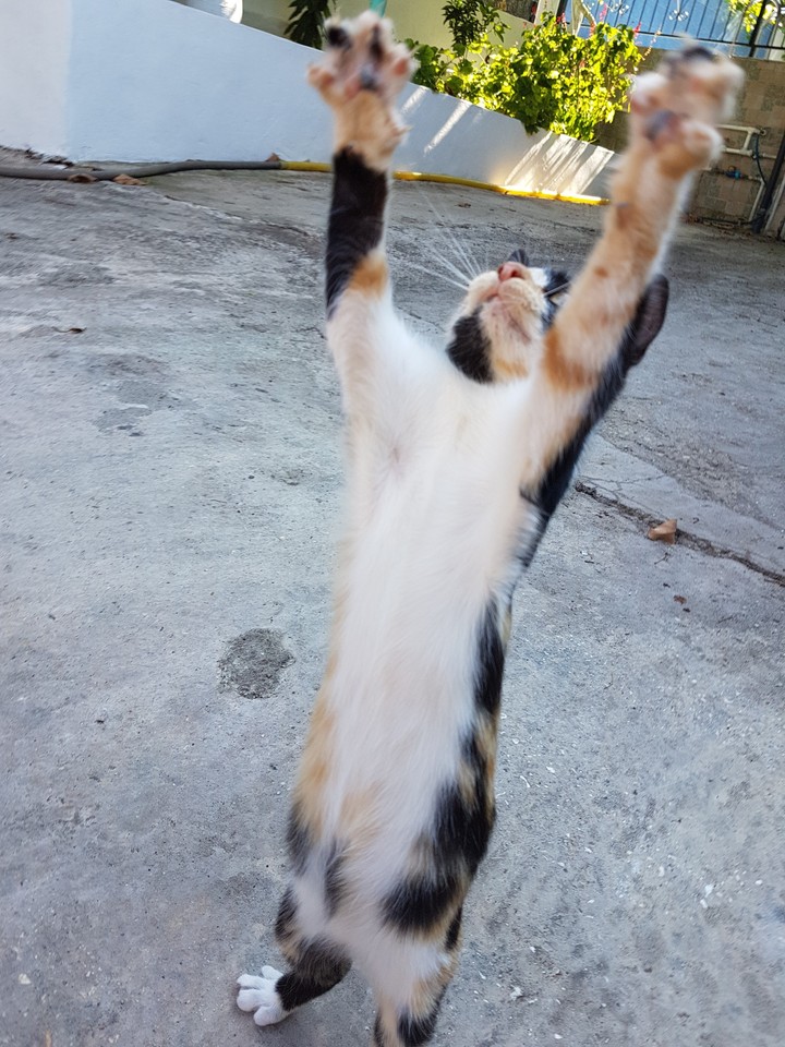 cat