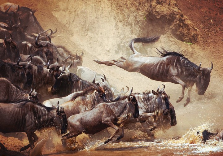 wild life