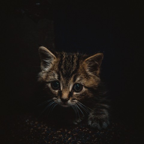 шпалери fur, cat