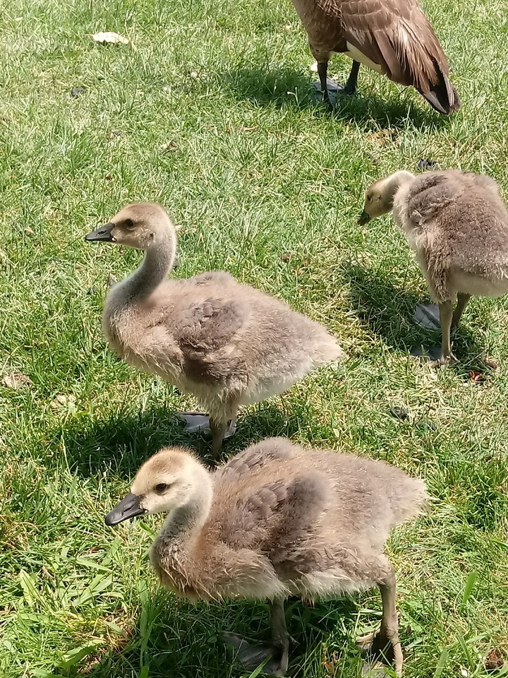 Baby Goslings