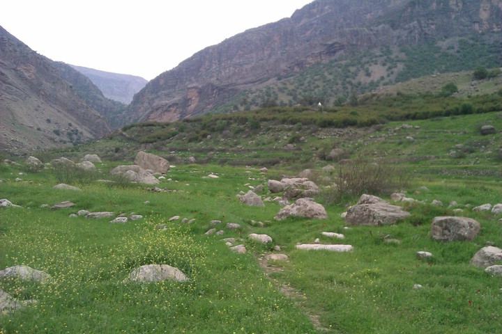 shevi