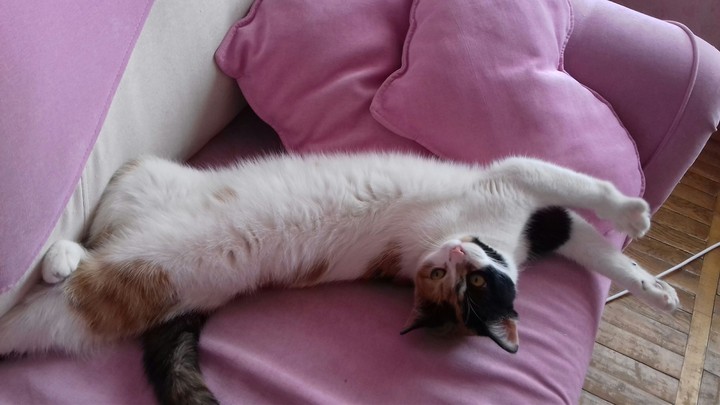 cat