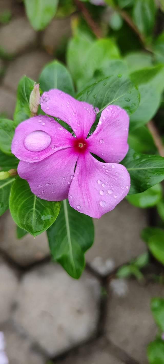 today morning,  after watering plants