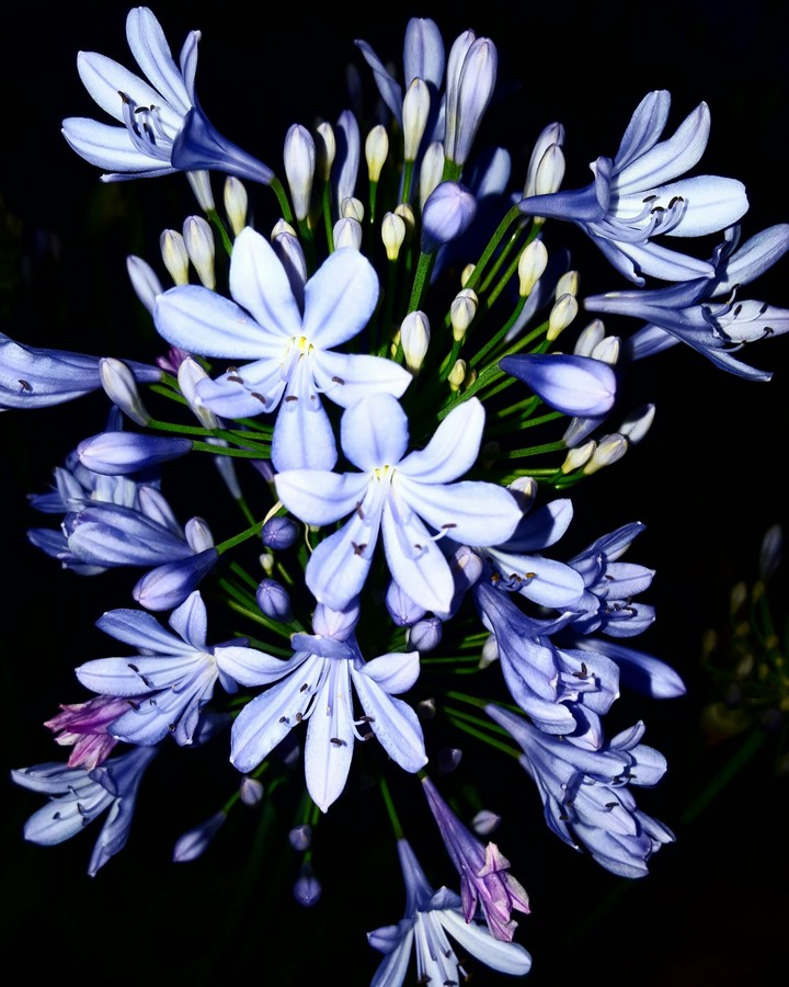 my love is blue for you