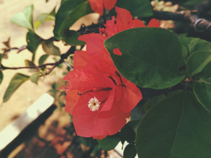 flower