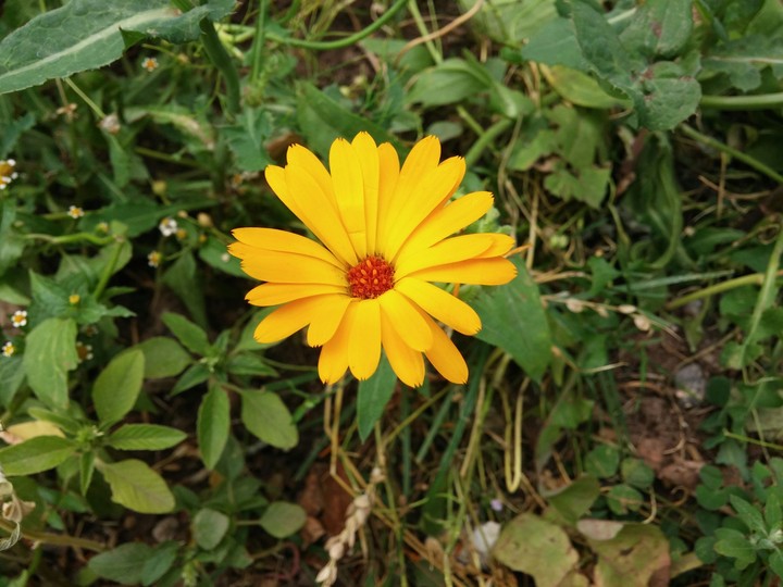 flower